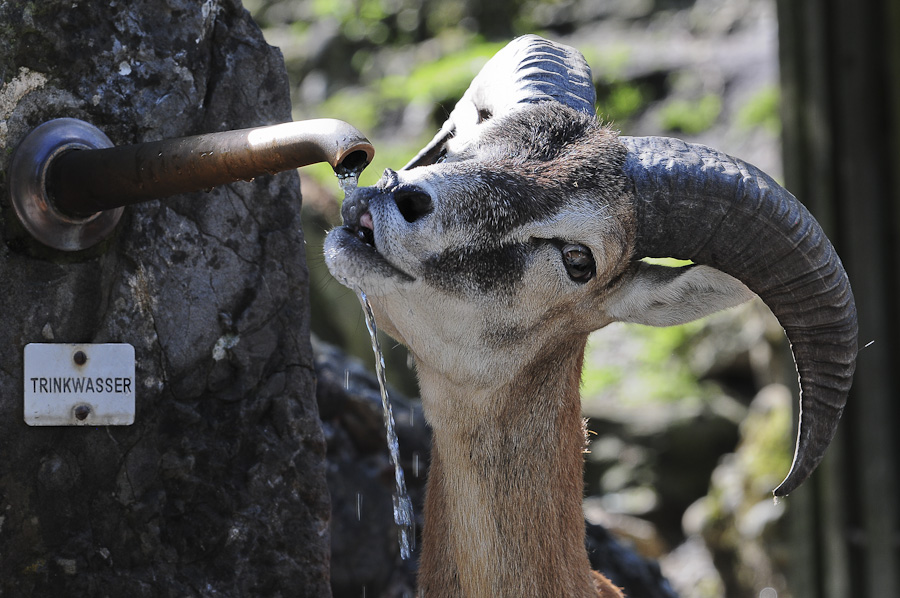 Tierpark Goldau 06. August 2011