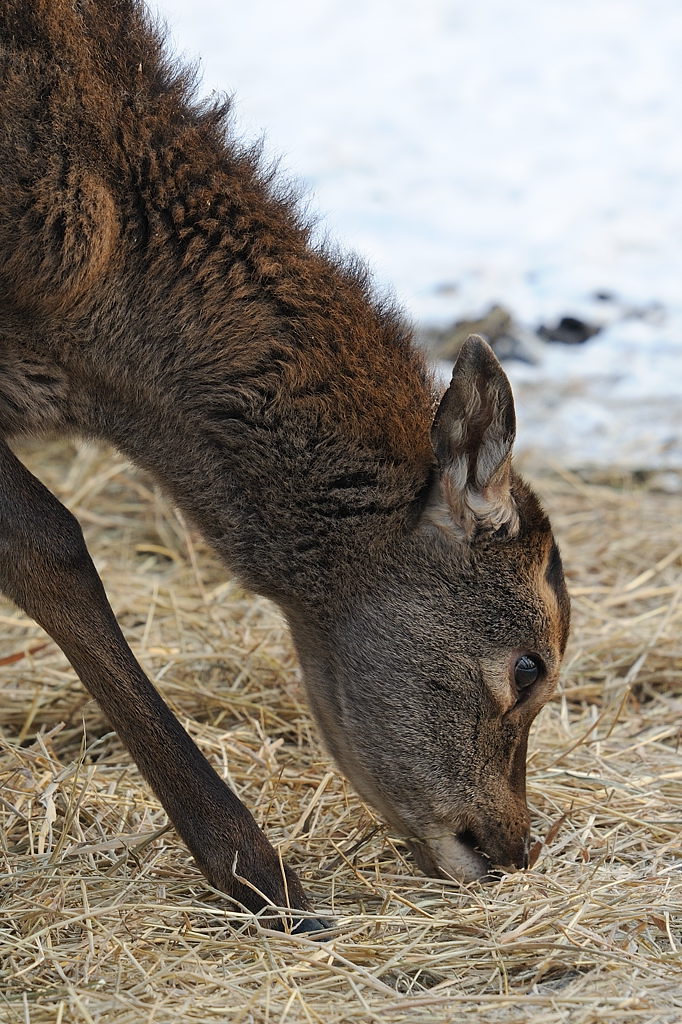 Tierpark im Winter 01