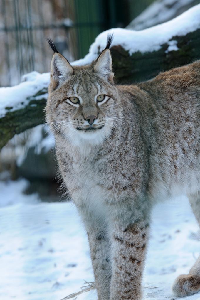 Tierpark im Winter 02