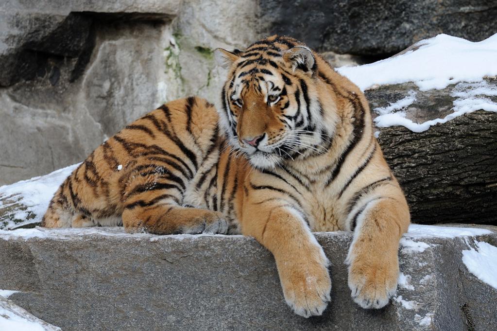 Tierpark im Winter 04