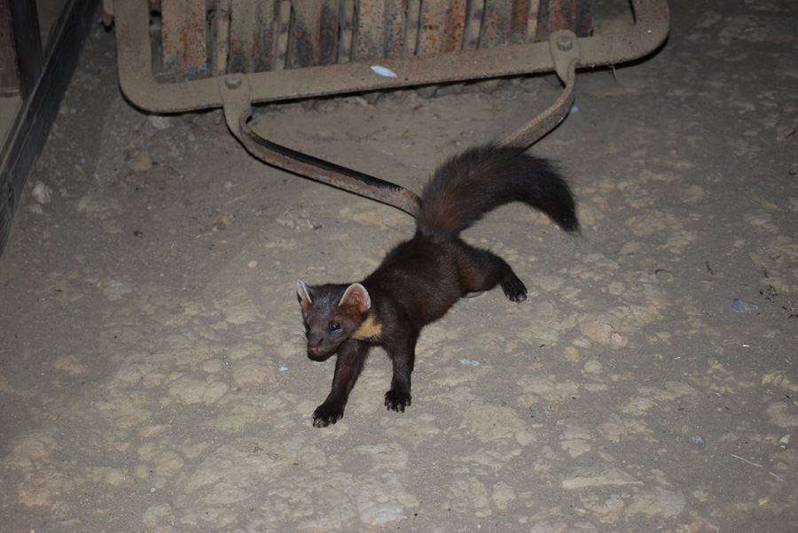 Tierpark Olderdissen Marder