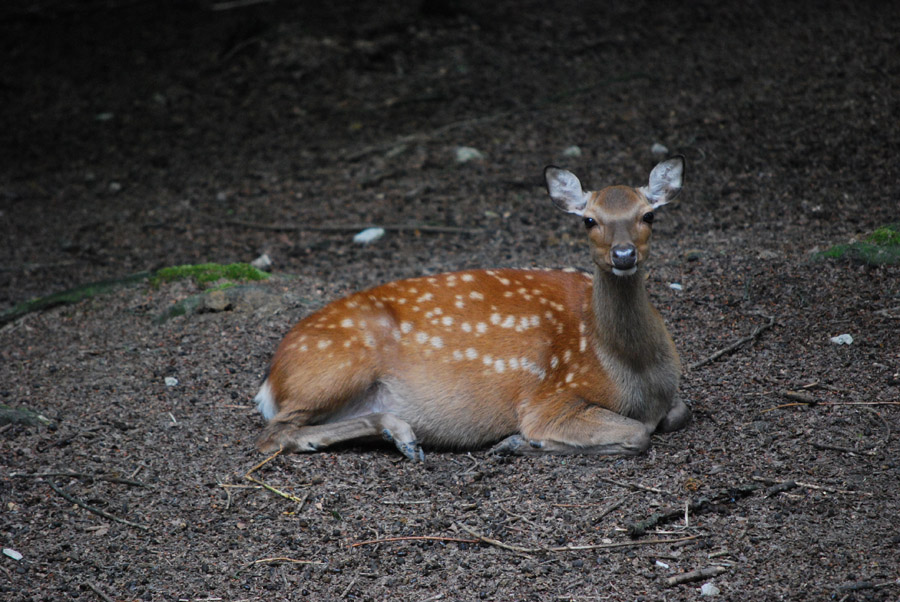 Tierpark Olderdissen Sikawild