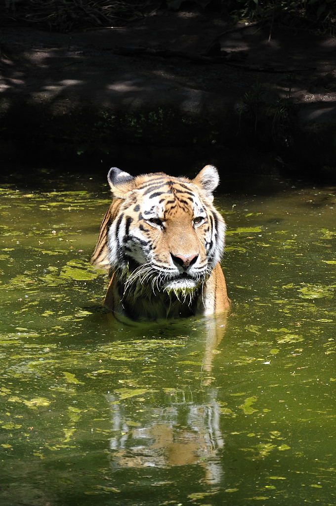 Tiger  003 DSC 0979