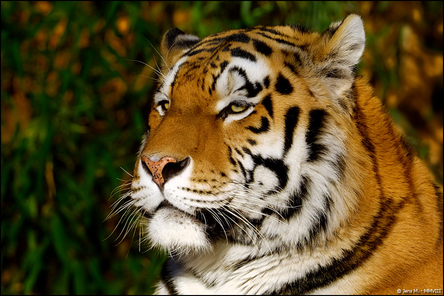 Tiger 01 - Mit einem schrecklichen Hintergrund.