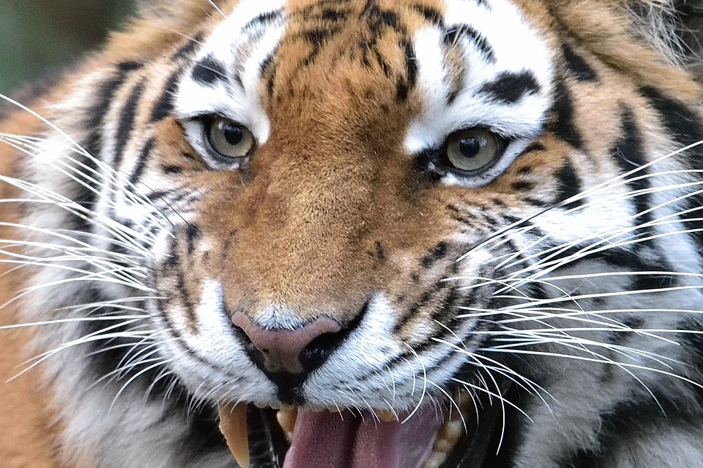 Tiger 122014 100%