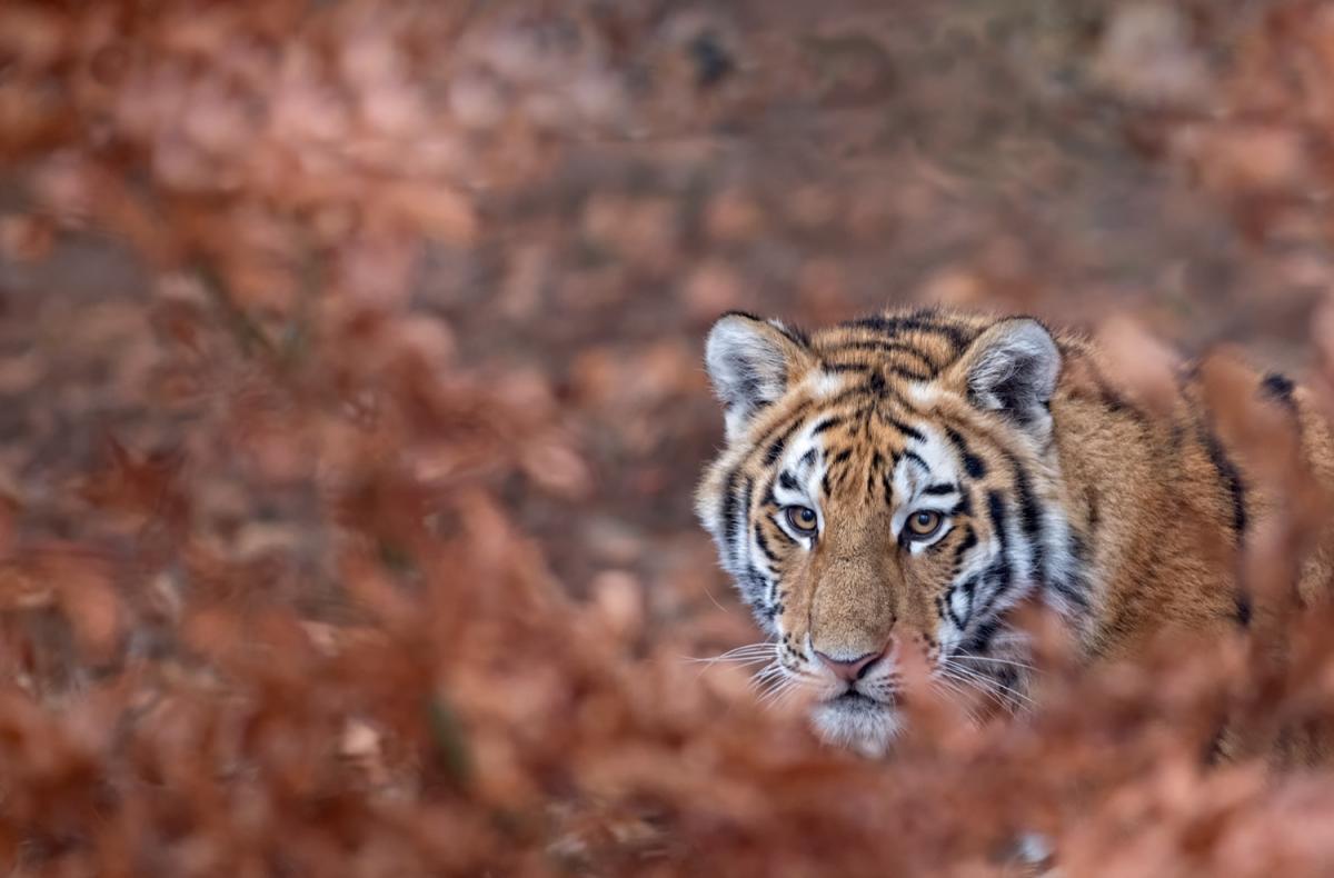 Tiger 2