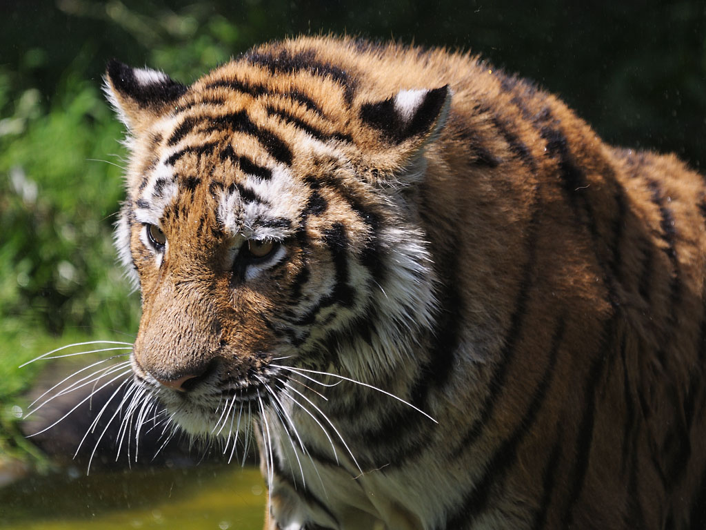 Tiger 2