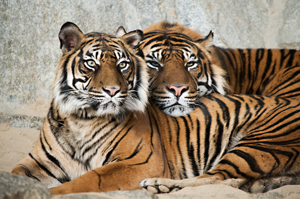 Tiger 3