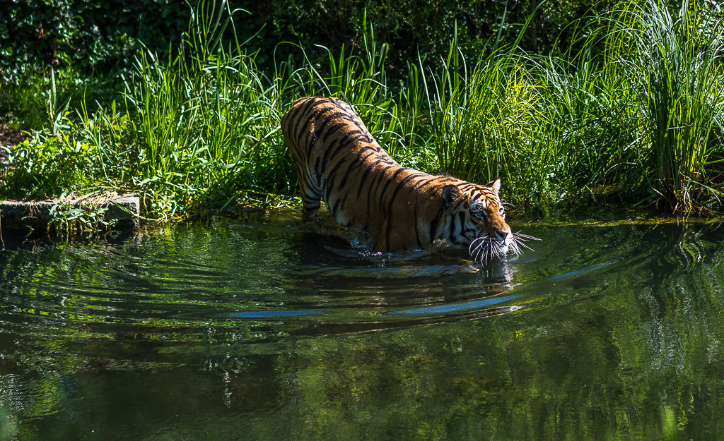 Tiger geht ins Wasser