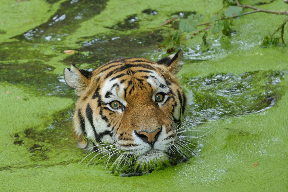 Tiger im Grünen 1