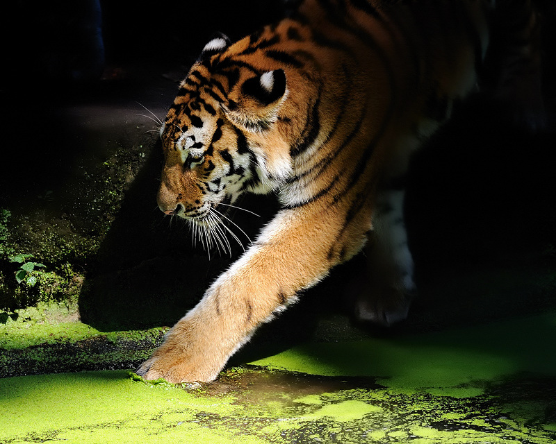 Tiger im Grünen 2
