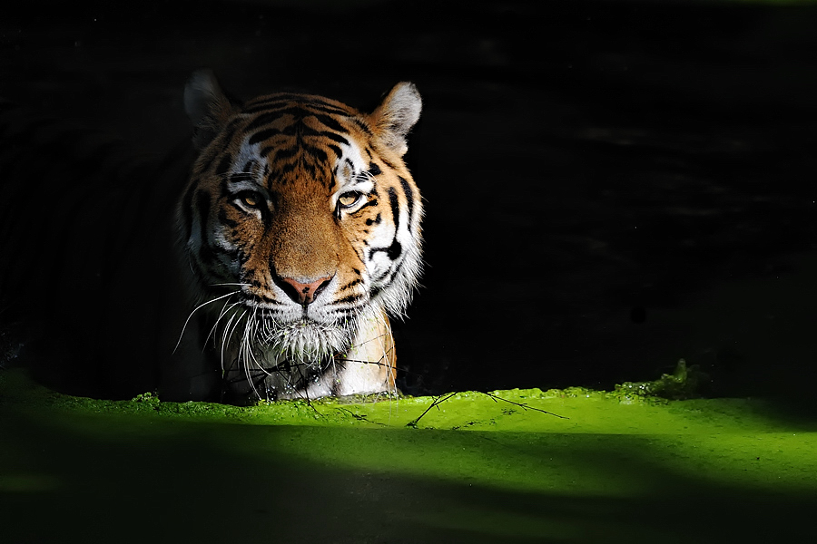 Tiger im Gruenen