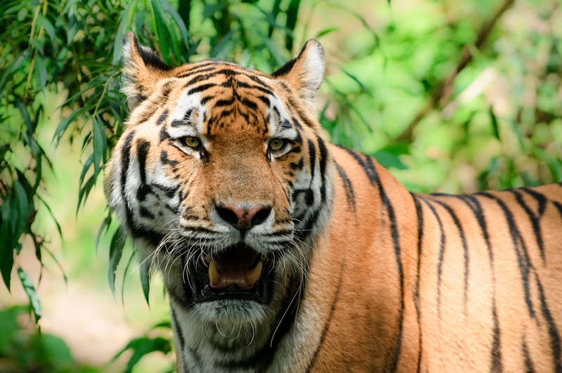 Tiger im Tiergarten Nürnberg