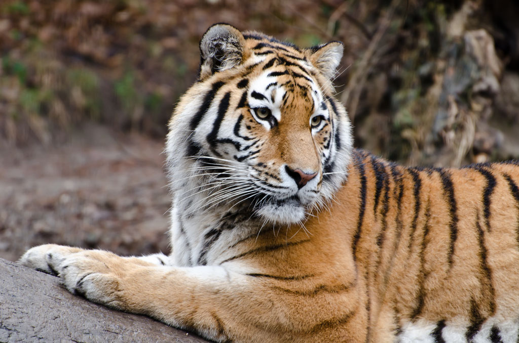 Tiger im Zoo Zürich
