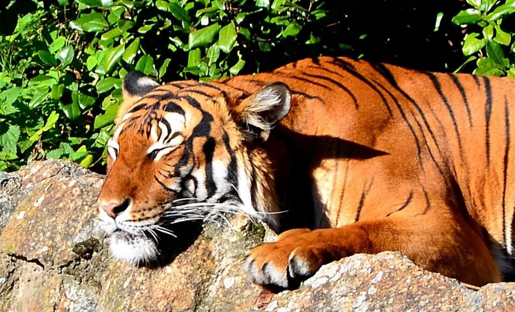 Tiger im Zoo