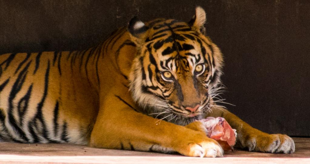Tiger in der Stuttgarter Wilhelma