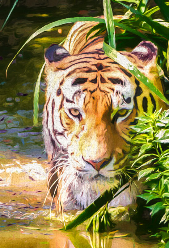 Tiger klein