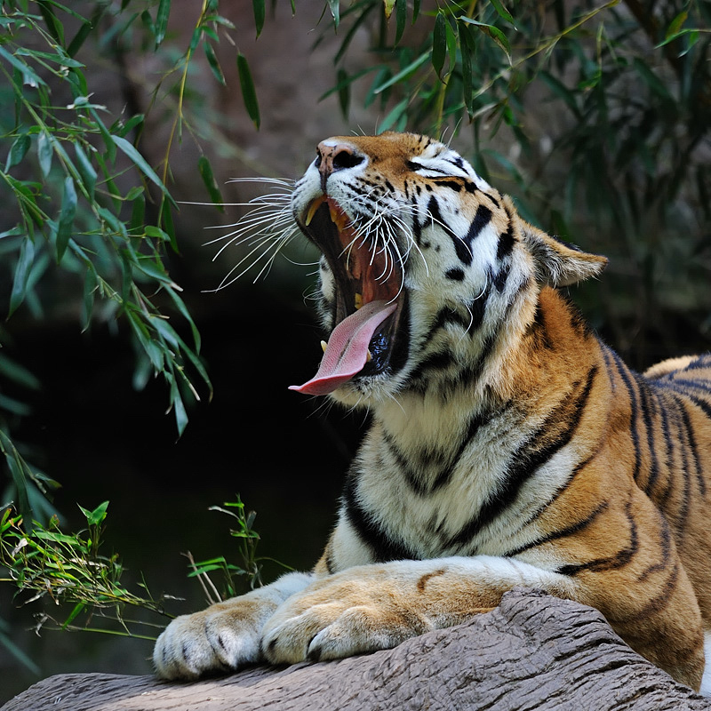 Tiger 
Langeweile