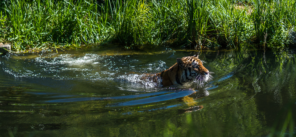 Tiger schwimmt