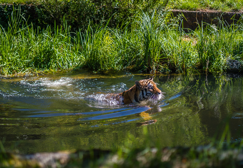 Tiger schwimmt