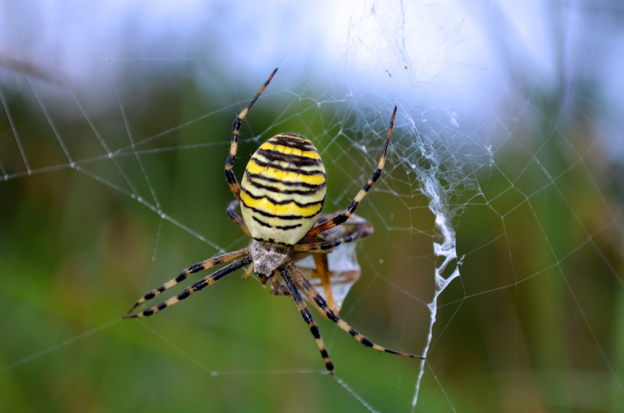 Tiger spider