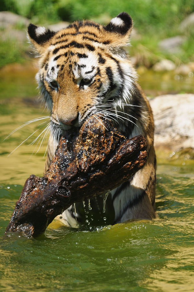 Tiger spielt mit altem Holz 1