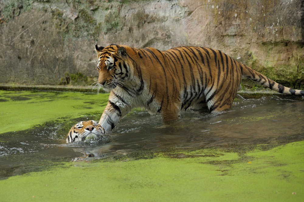 Tiger
Tiergarten Nürnberg
- Badespaß -