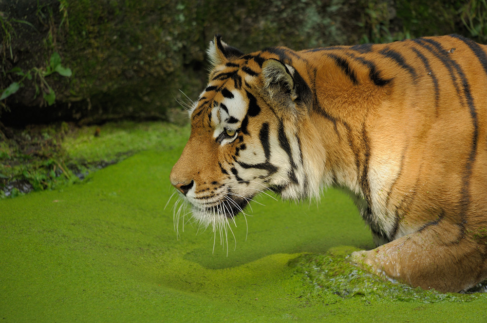 Tiger
Tiergarten Nürnberg
- grüne Soße 1 -