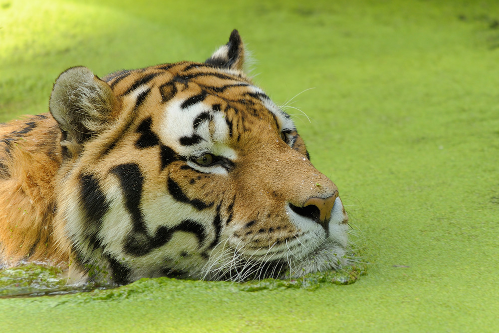 Tiger
Tiergarten Nürnberg
- grüne Soße 2 -
