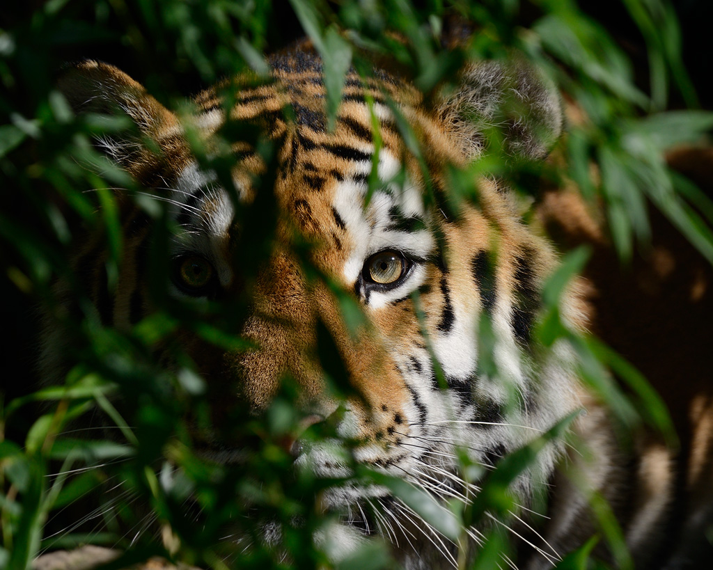 Tiger
Tiergarten Nürnberg