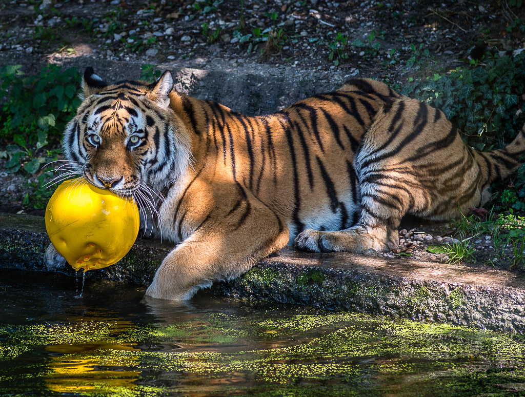 Tiger Wasserball