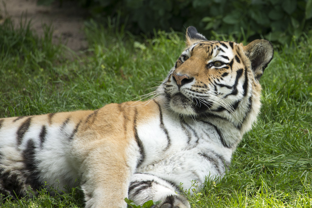 Tiger Zoo Köln (1)