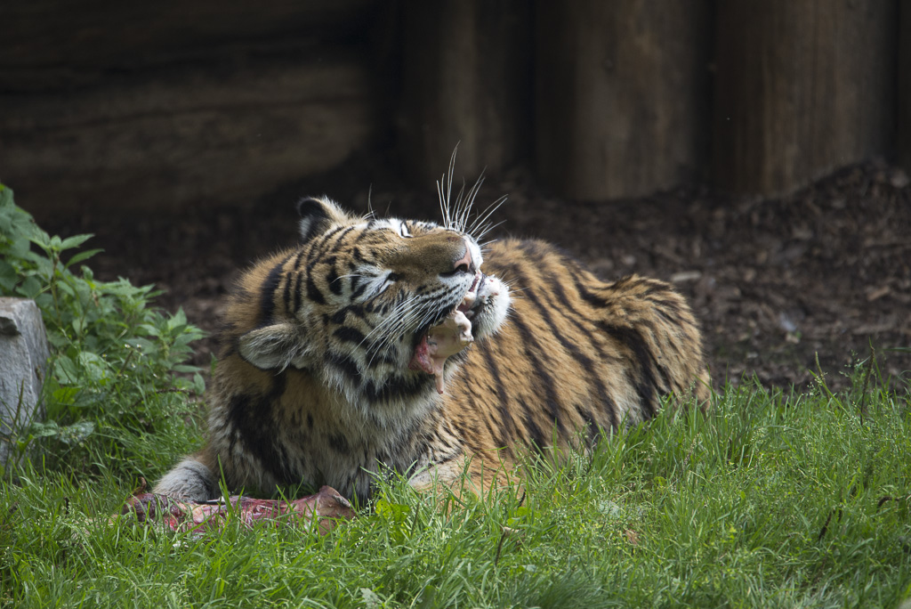 Tiger Zoo Köln (2)