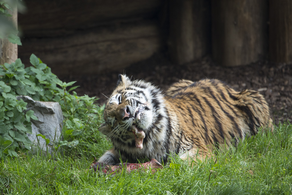 Tiger Zoo Köln (3)