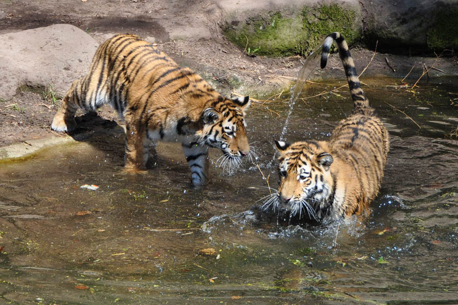 tiger