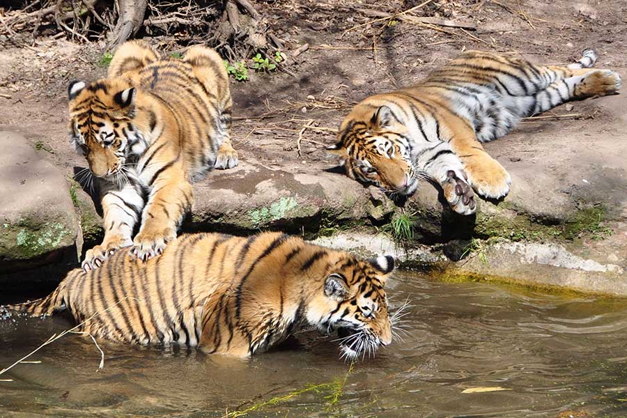 tiger