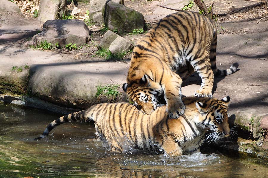 tiger