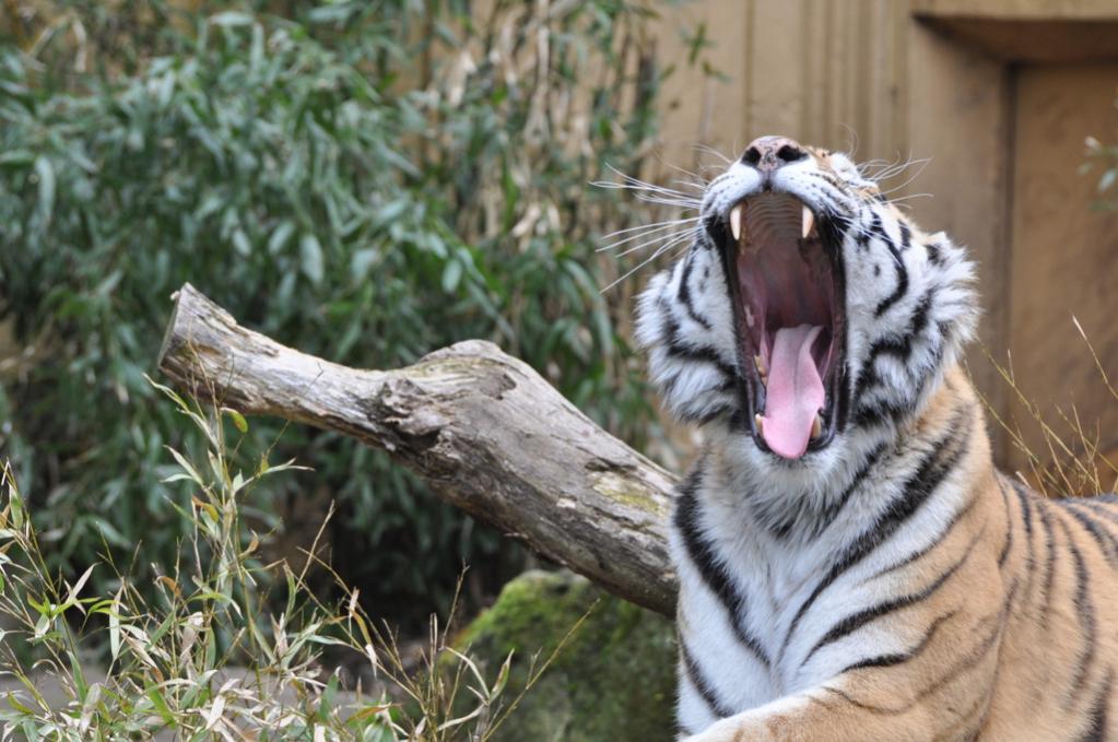 Tiger