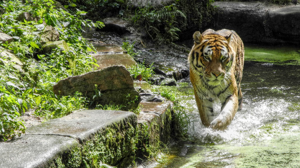 Tiger