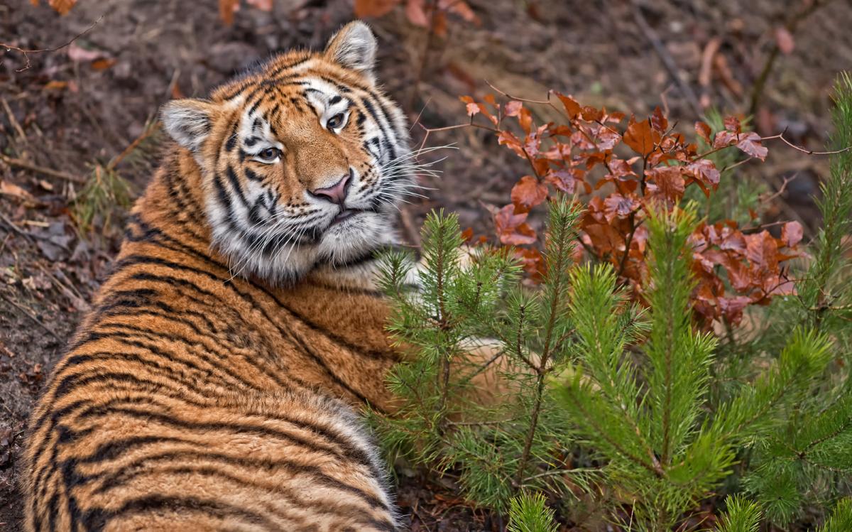Tiger