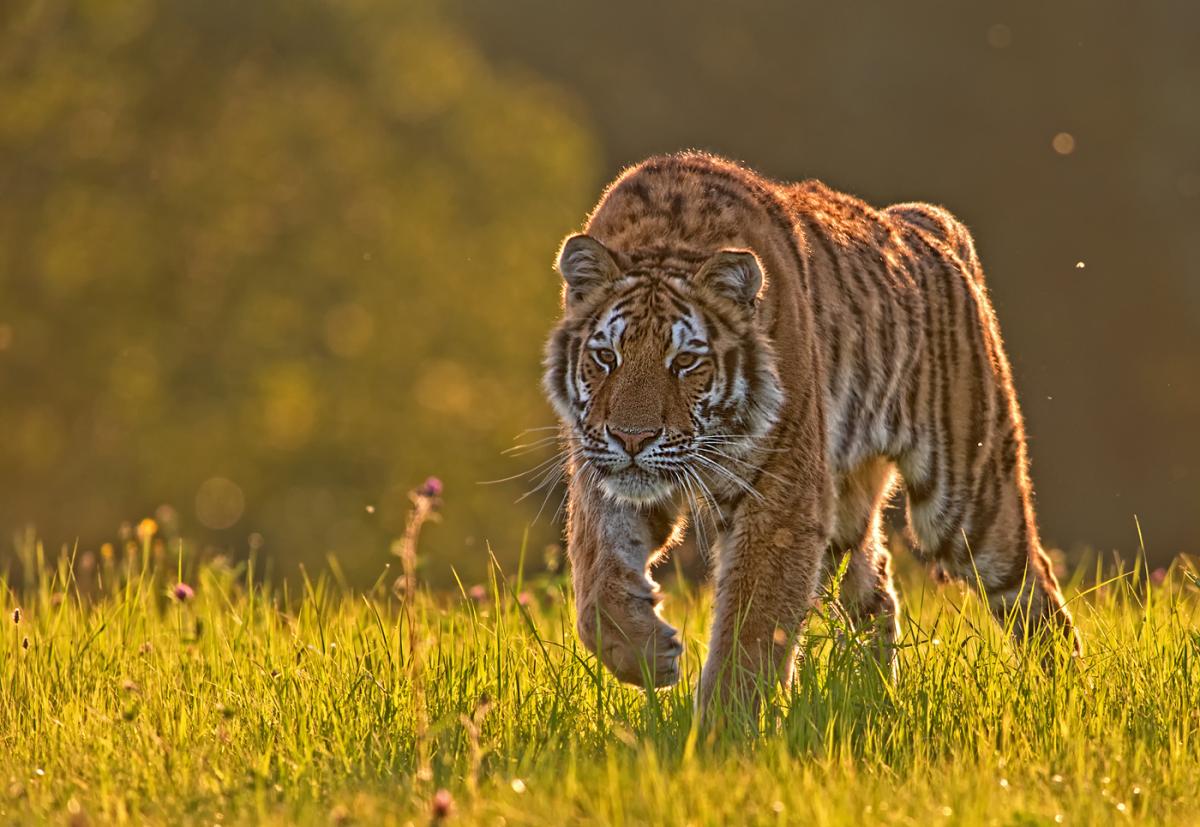 Tiger