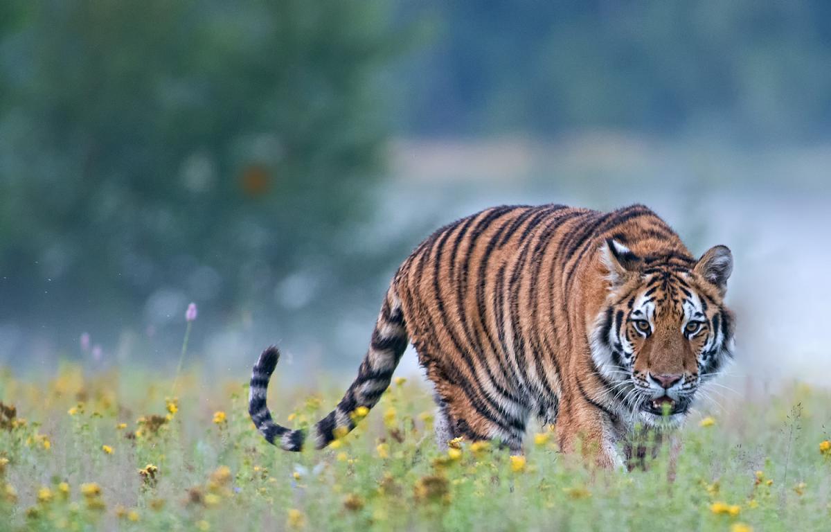 Tiger
