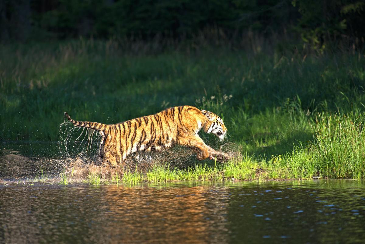 Tiger
