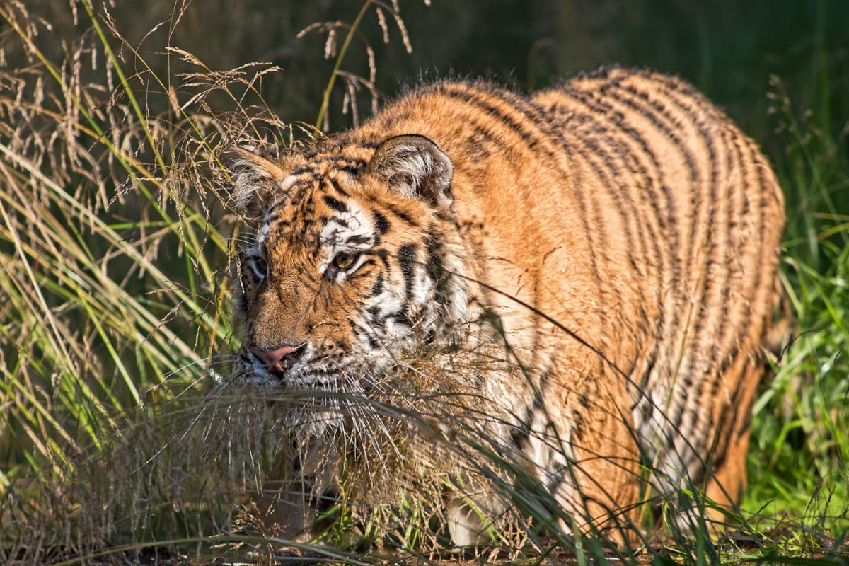 Tiger