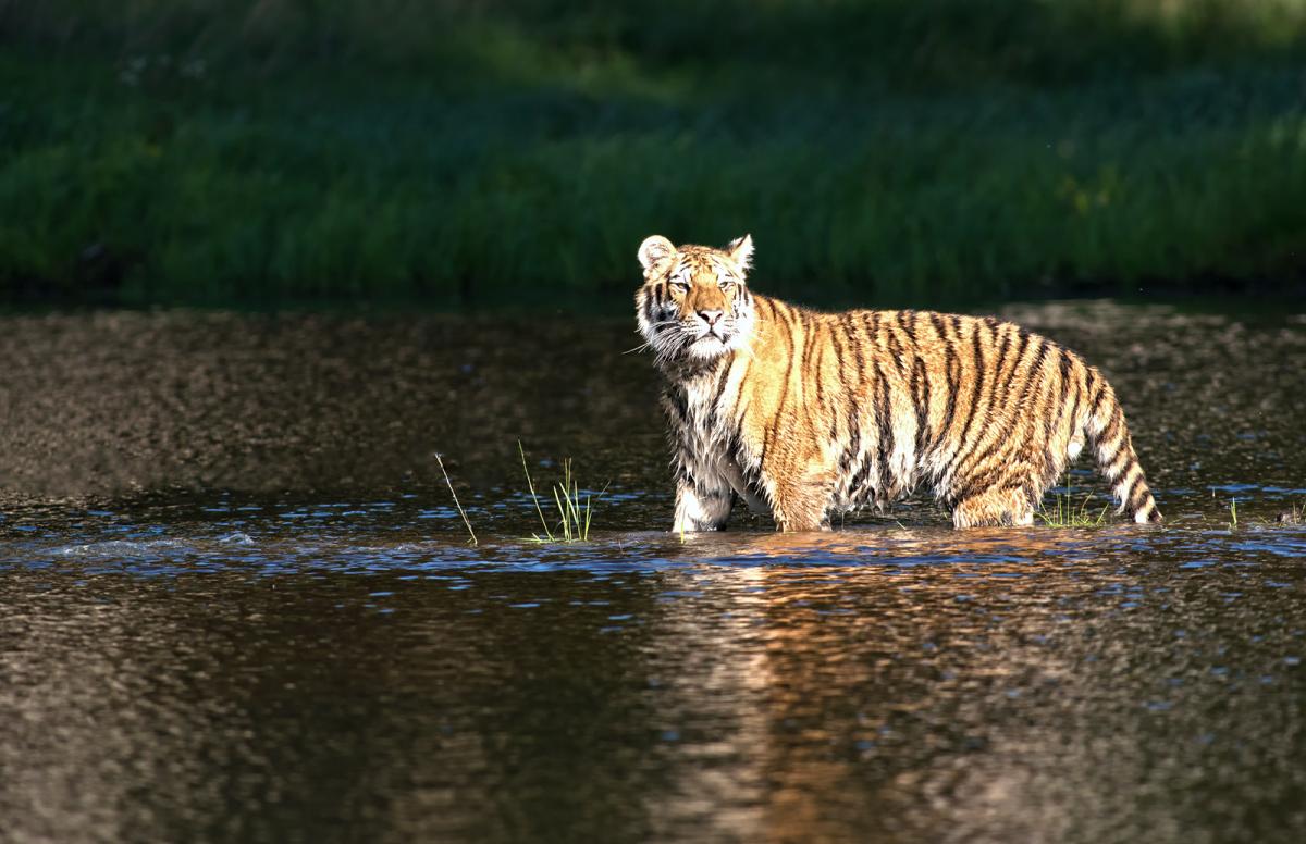 Tiger