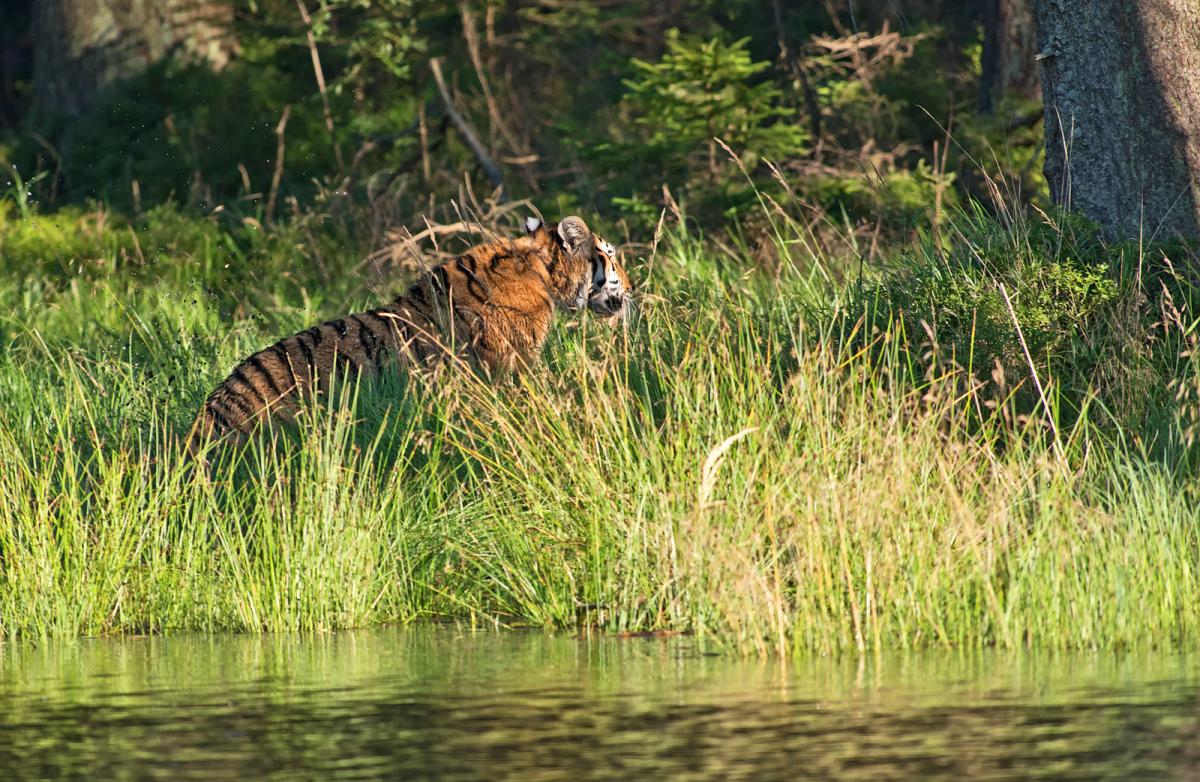 Tiger