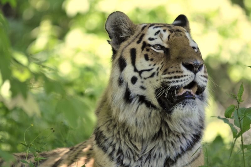 tiger