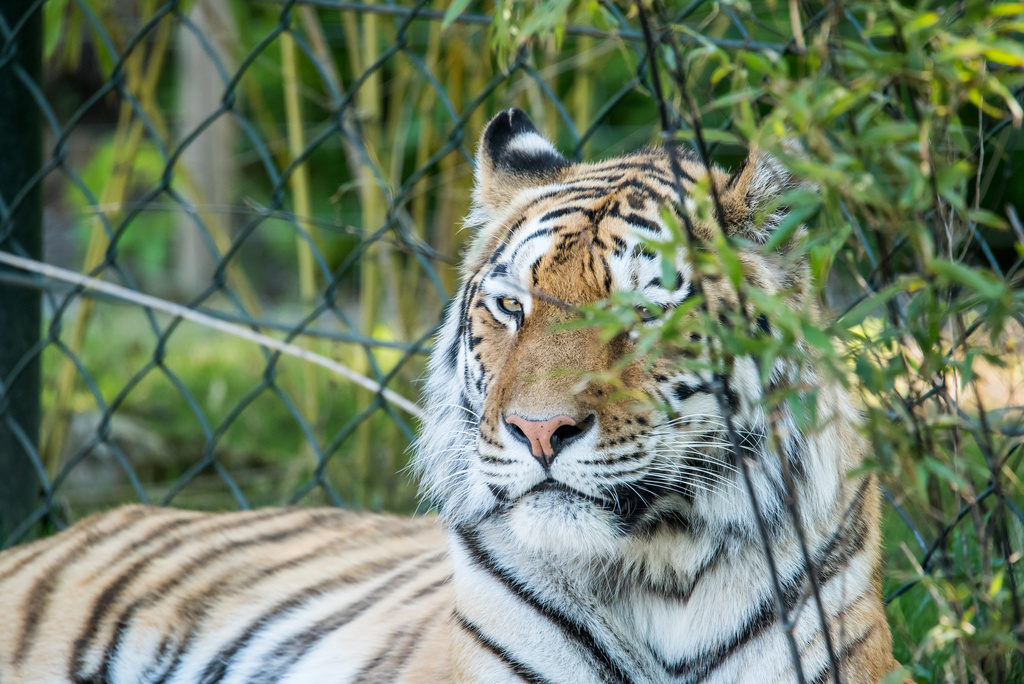 Tiger01