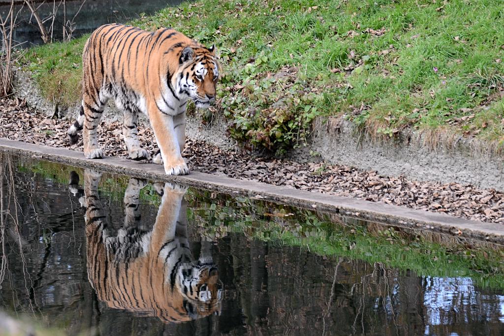 Tiger2 scale