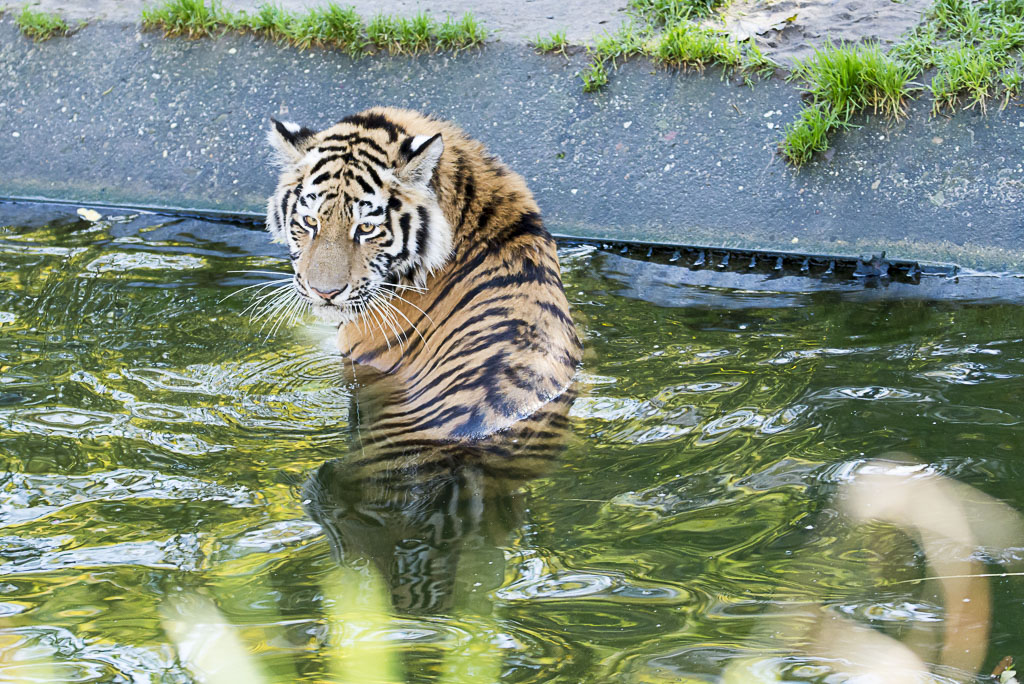 Tigerbad